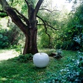 apple white outdoor tree