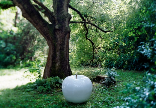 apple white outdoor tree
